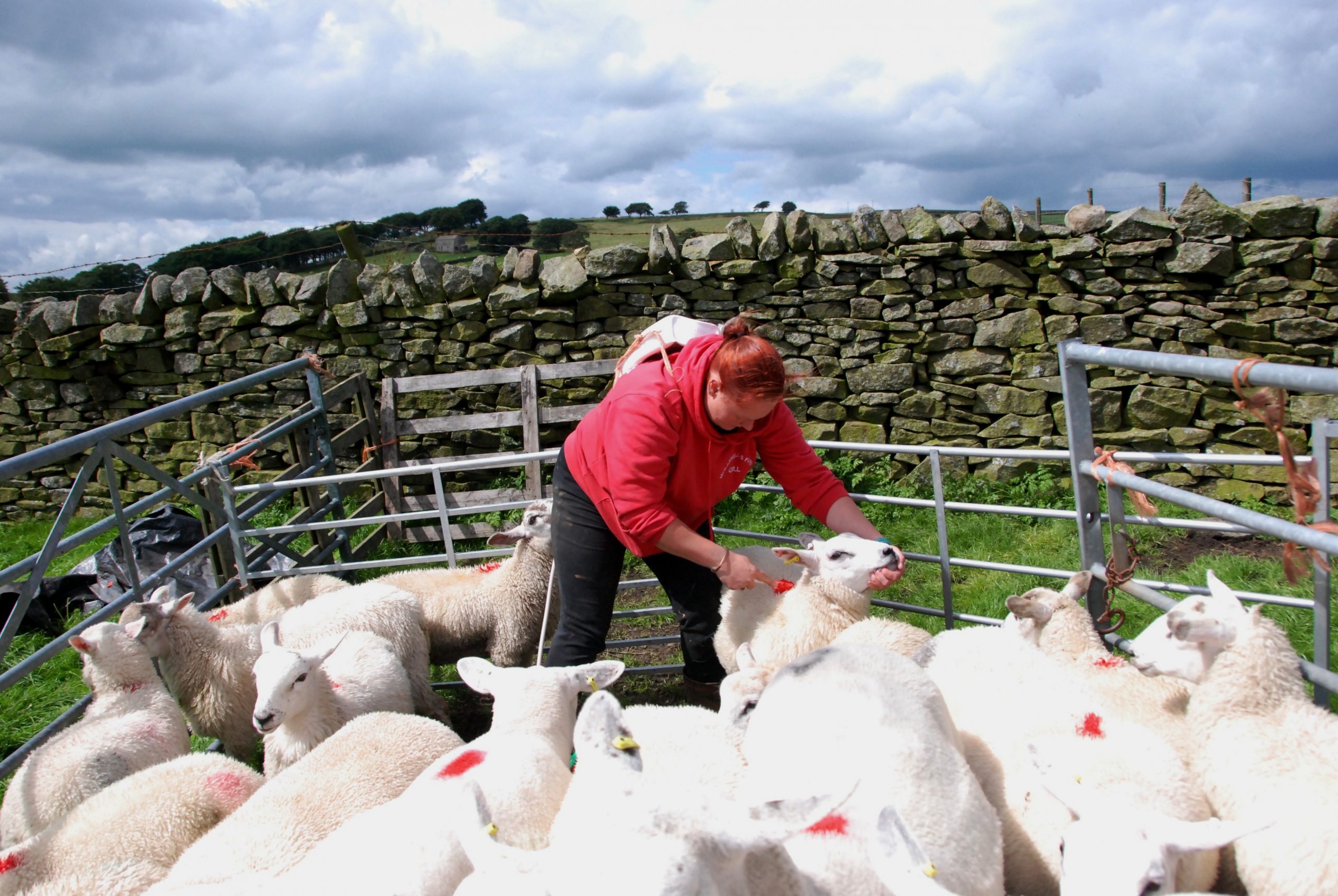 CRAVEN FARMER JOINS CAMPAIGN TO STAMP OUT SHEEP RUSTLING