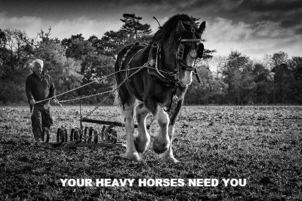 HELP SAVE BRITAIN’S HEAVY HORSES