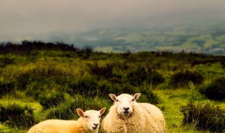 GOVERNMENT OFFERS CONFIDENCE OF SUPPORT OF UK SHEEP INDUSTRY WITH NO DEAL BREXIT