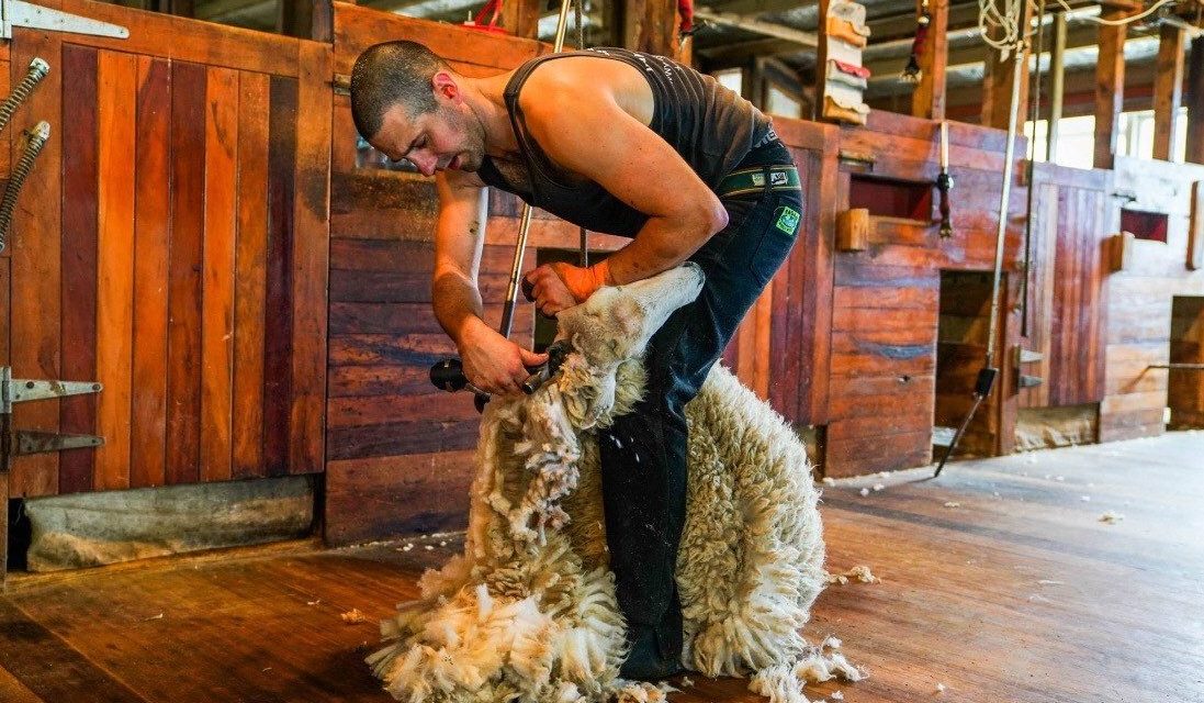 CAN-AM SUPPORTS OXFORDSHIRE FARMER IN ATTEMPT AT NINE-HOUR BRITISH LAMB SHEARING RECORD