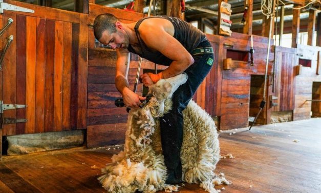 CAN-AM SUPPORTS OXFORDSHIRE FARMER IN ATTEMPT AT NINE-HOUR BRITISH LAMB SHEARING RECORD