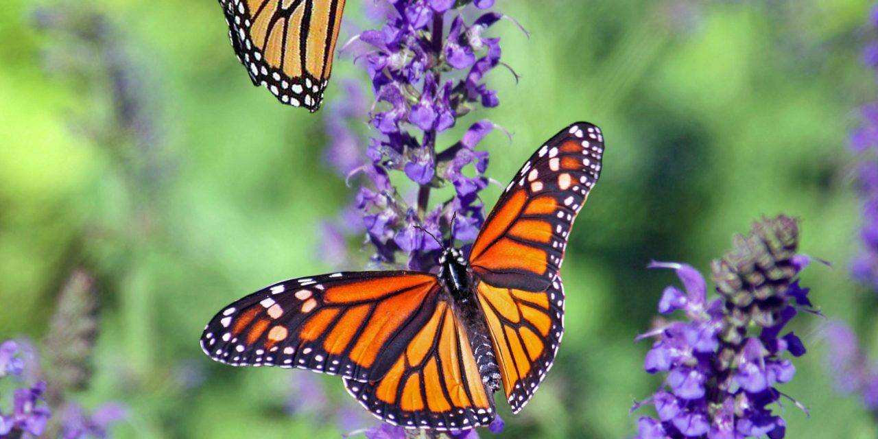 Grow a secret garden for butterflies!