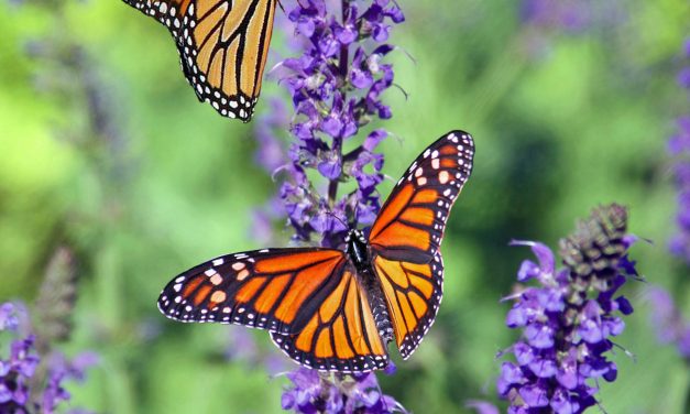 Grow a secret garden for butterflies!