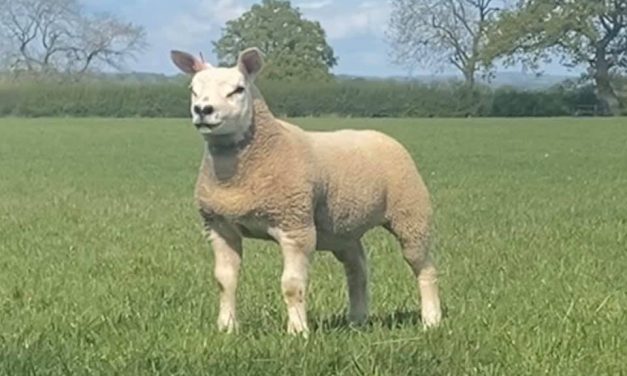 Texel Ewe Lamb shines in virtual Sheep Show!