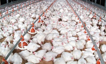 DIETARY PHYTATE IN BROILER NUTRITION AND GROWTH
