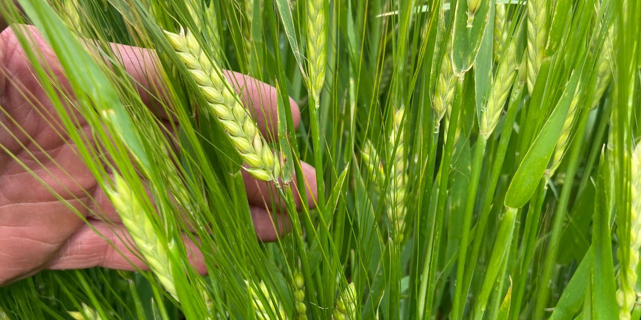 CRIMPING SOLVES CHALLENGES OF UNEVENLY RIPENED SPRING CEREALS