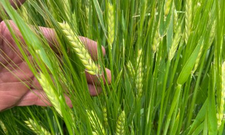 CRIMPING SOLVES CHALLENGES OF UNEVENLY RIPENED SPRING CEREALS