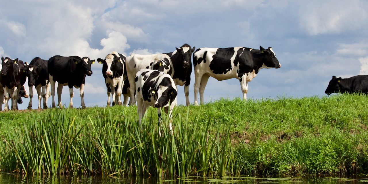 New parasite tracker from Boehringer highlights high gutworm but low liver fluke exposure in cattle this grazing season