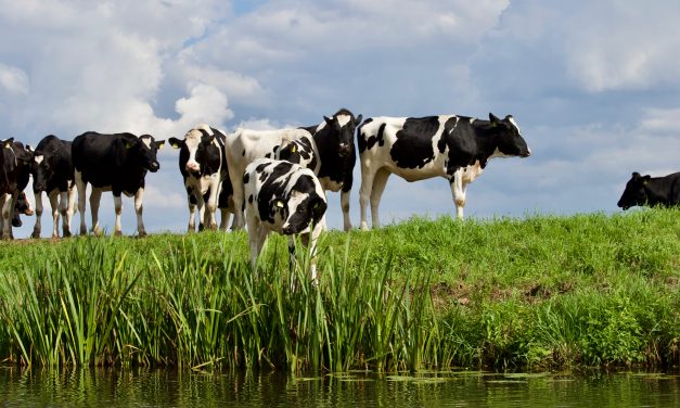 New parasite tracker from Boehringer highlights high gutworm but low liver fluke exposure in cattle this grazing season