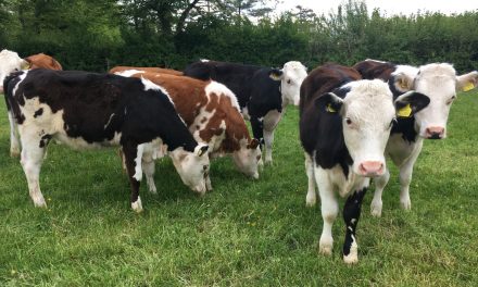 Test before treating calves with wormer this spring