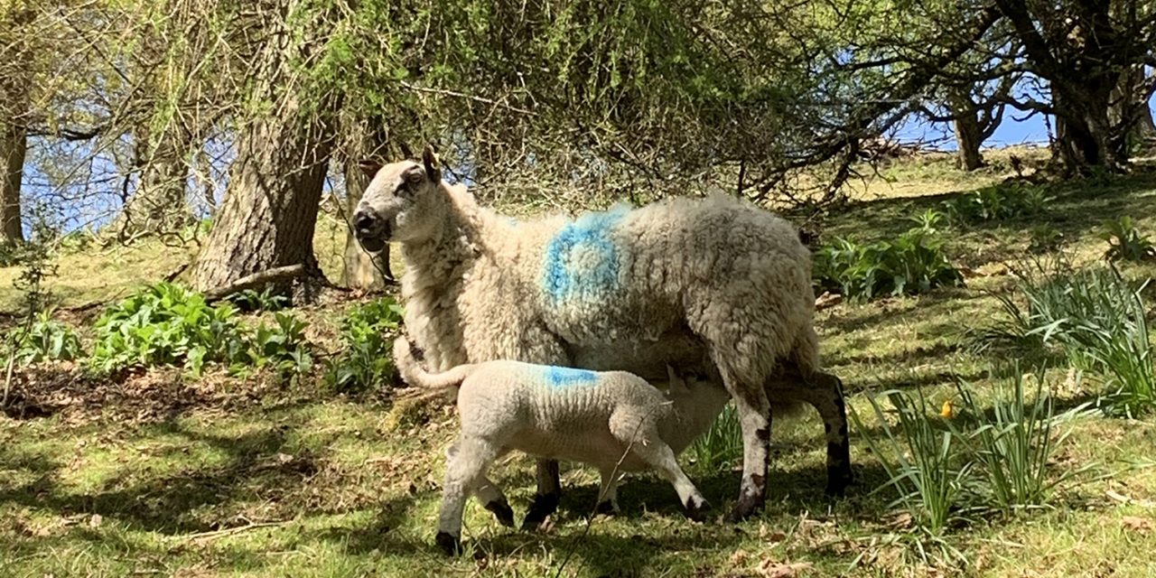 Protect Valuable Young Lambs This Spring by Focusing on Immunity-led Disease Prevention