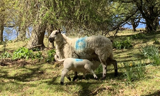 Protect Valuable Young Lambs This Spring by Focusing on Immunity-led Disease Prevention