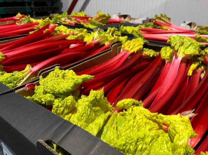 Aldi Shoppers are the First to Get Their Hands on Forced Rhubarb as Aldi Stocks 1 Million Sticks