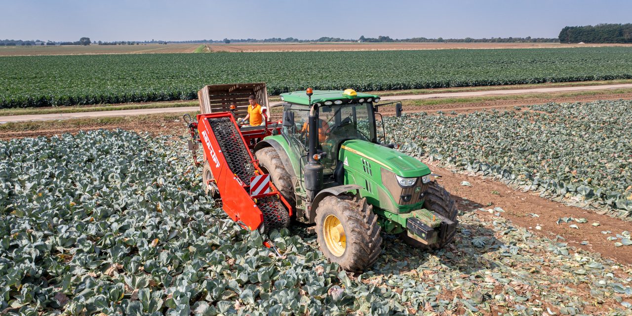 Grimme UK to Exhibit New Cabbage Harvester at Fields of Innovation