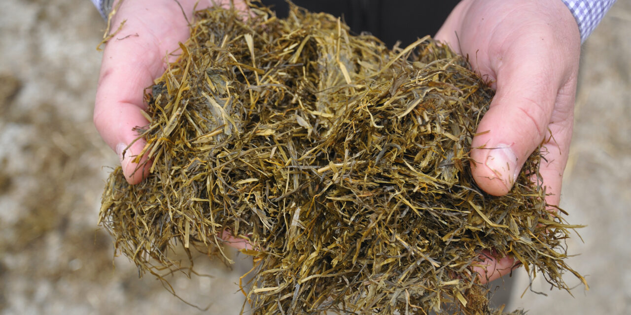 Five ideas to help boost silage in 2022