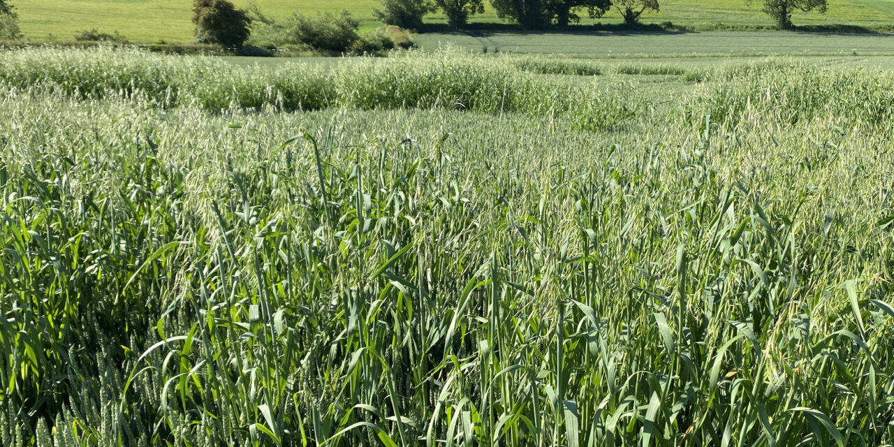 Cultural tactics and accurate spraying essential for effective wild oat control