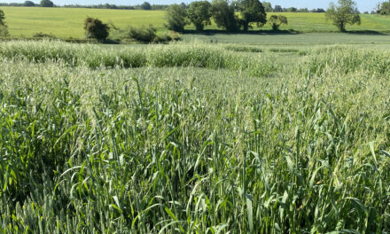Cultural tactics and accurate spraying essential for effective wild oat control