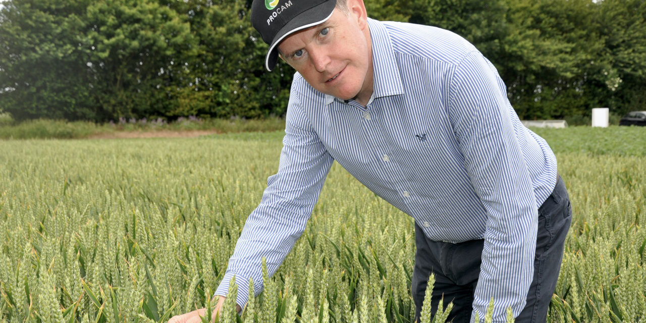 Hold your nerve: keep wheat drills under wraps to beat black-grass