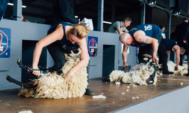 Golden Shears world sheep shearing championships call for applications