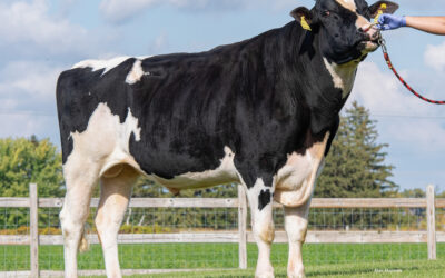 Vikings Dominate New Interest Amongst Non-Holstein Sires