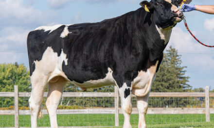 Vikings Dominate New Interest Amongst Non-Holstein Sires